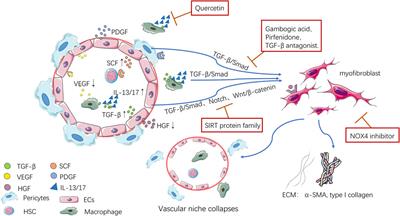 The Impact of Inflammatory Immune Reactions of the Vascular Niche on Organ Fibrosis